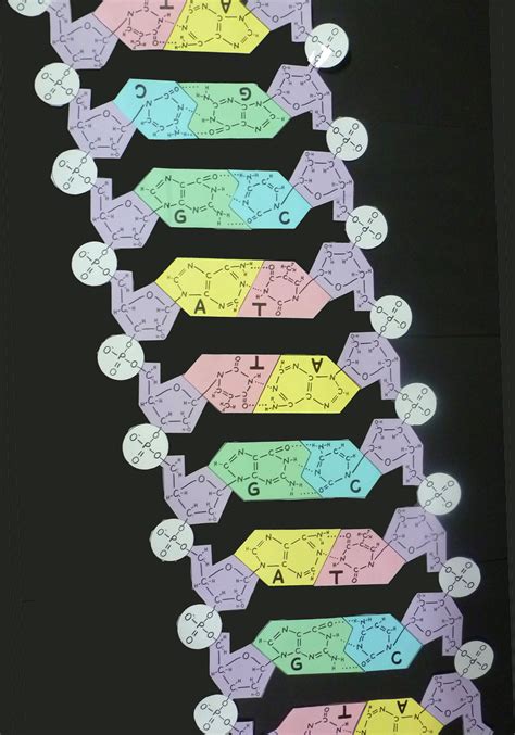 printable dna model.